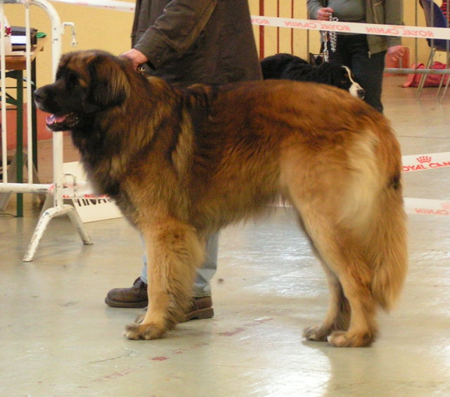 vidock  du Triskel de Stemidor 