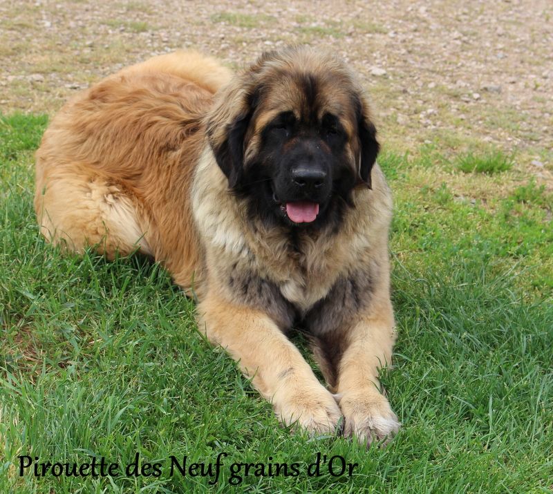 Pirouette des Neuf Grains d'Or