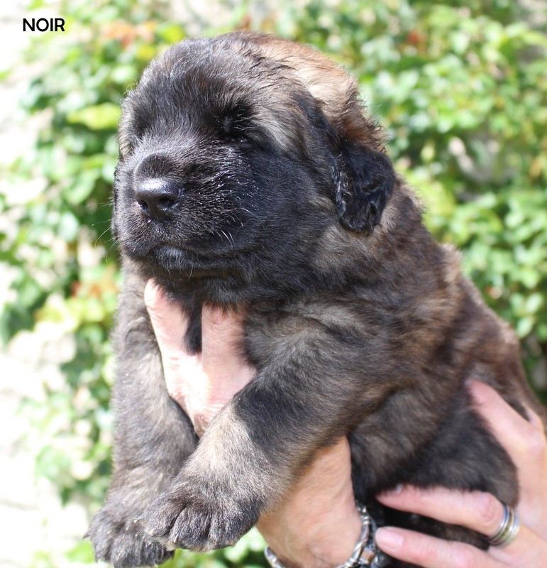 de Loudenka - Leonberger - Portée née le 11/04/2026