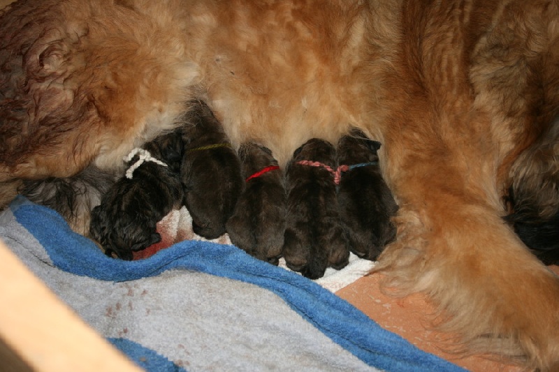 de Loudenka - Leonberger - Portée née le 16/06/2010